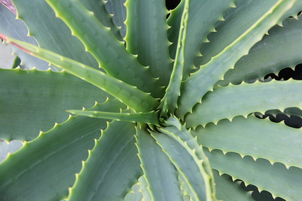 Natural Treatments For Acne: Unlocking The Power Of Nature